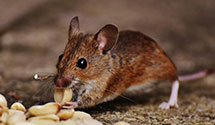 24 Hour & Emergency Exterminators in Courtland, AL